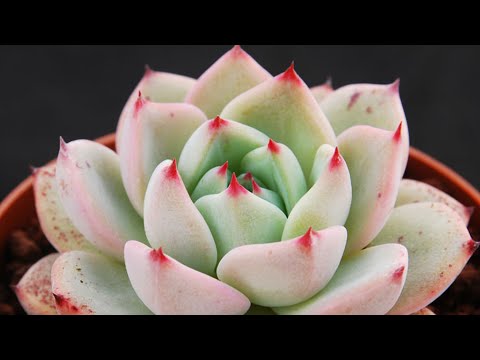Vídeo: Cactus Vs. Suculentas - Identificação de cactos e suculentas