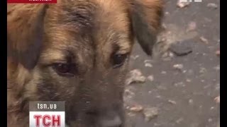 В Полтаве усыпили рыжего пса-маньяка В Полтаве усыпили рыжего пса-маньяка