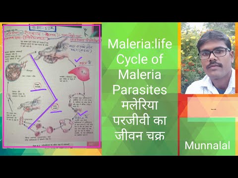 मलेरिया परजीवी का जीवन चक्र life cycle of maleria Parasites Biology Class12 Plasmodium Vivex inHindi