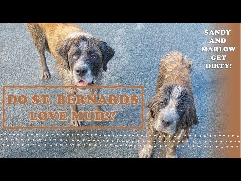 Muddy St  Bernards
