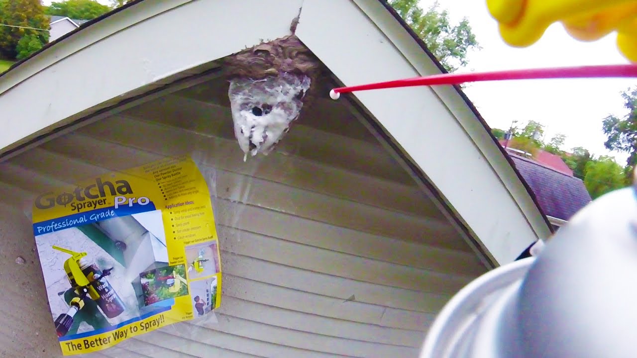 Удаление гнезда шершней (сделай сам) на доме | Boldface Hornet | Гнездо шершней удалено и уничтожено