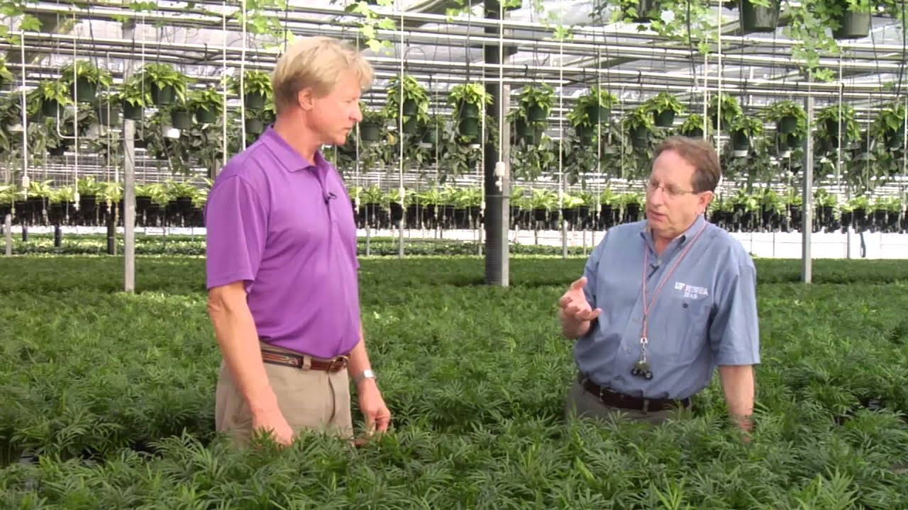 IPM Tips – Proper Predator and Chemical Applications