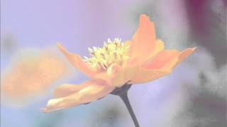 #Reader Mohammed Rashad al-Sharif #Surah AtTaghabun