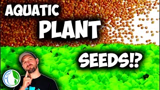 How To Grow Aquatic Plant Seeds offline for Your Aquarium  30 Day Experiment