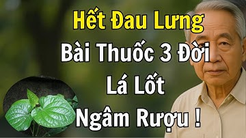 Bài Thuốc LÁ LỐT NGÂM RƯỢU 3 Đời - Hết Đau Lưng, Không Cần Thuốc!