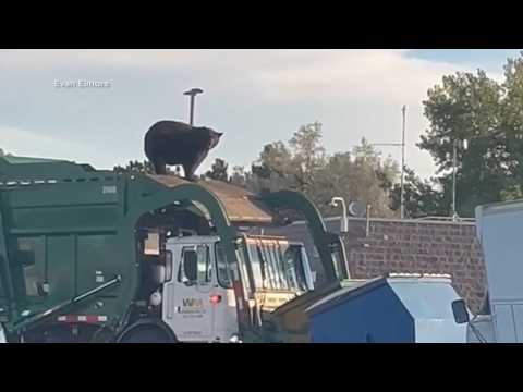 Bear wakes up after being trash container it was sleeping in was dumped into dump truck