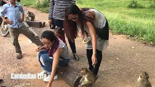 Monkey10Smart Girl And Funny Monkey Videos - Amazing Monkey Meeting Beautiful Girl Near Angkor Wat