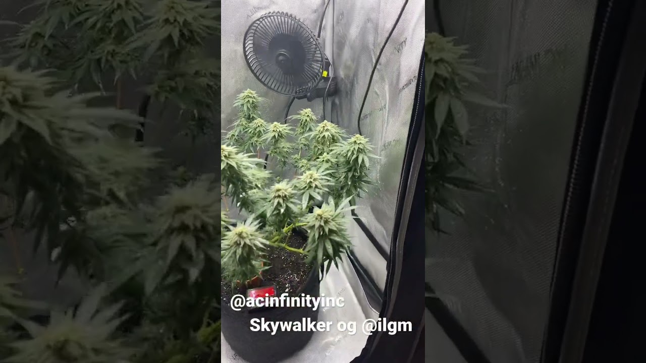 Week 6 of flower Skywalker og 2x2 cannabis grow