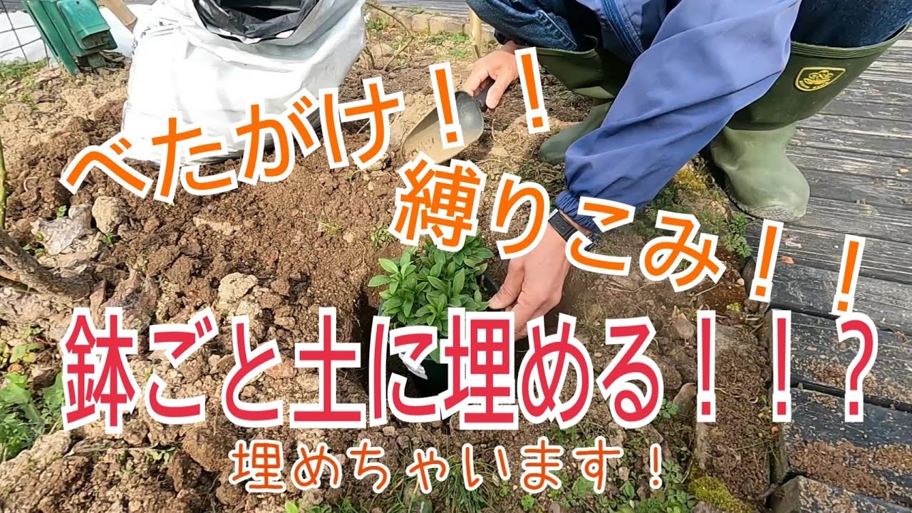 6 鉢ごと土に埋める 耐寒対策やってみた続 教えて 市川先生 Youtube 6 鉢ごと土に埋める 耐寒対策やってみた続 教えて 市川先生 Youtube
