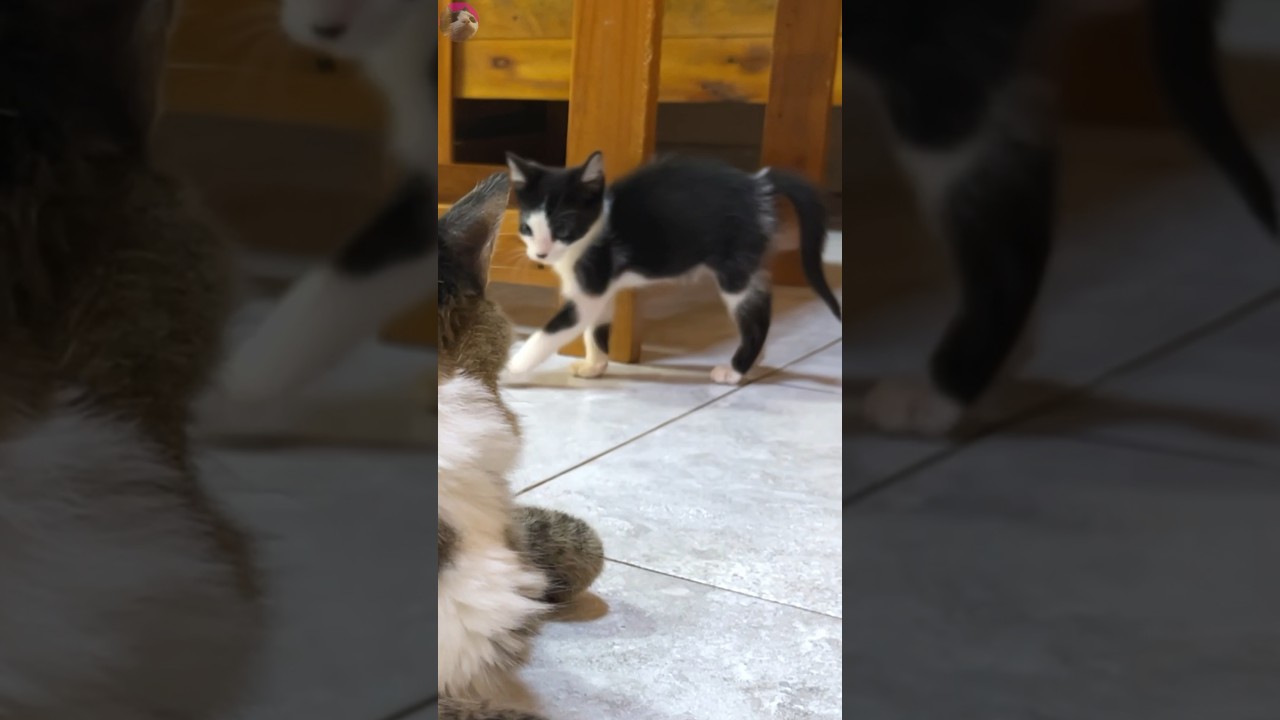 Rescued kitten wants older cat's attention #shorts