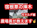 【宿根草の挿し木】伏見農場長が宿根草の無限増殖を紹介します!!さくチャンネル番外編【園芸】【初心者】【ガーデニング】【宿根草】