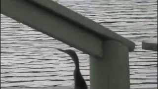 Anhinga And The Fish