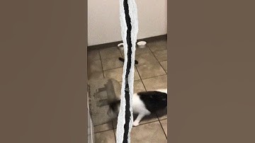 Funny Cat Video: Cute Cat’s Reaction to a Cucumber 🥒🐱 #shorts #cats #CatReaction