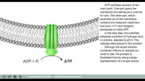 ATP synthesis animation