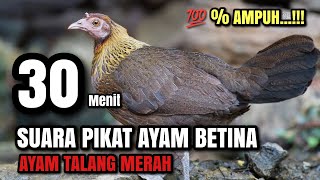 SUARA PIKAT AYAM BETINA 100 % AMPUH TERBAIK AYAM HUTAN BETINA SUMATERA 3#