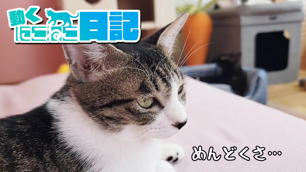 Animated! Niconeko Diary] Team Sae-chan's latest update in her