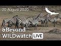 WILDwatch Live | 20 August, 2020 | Morning Safari |