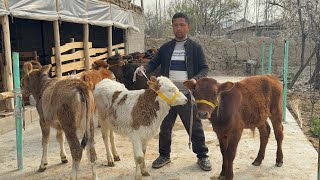 💥ARZONCHI RUSTAM AKADAN 70.80.FOYIZ GIBRIT BUQALAR 🐂Va HUNAJINLAR 🐄ARZON NARHLARDA.namangan.