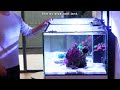 3months update  waterbox frag 1054  blue reef tank