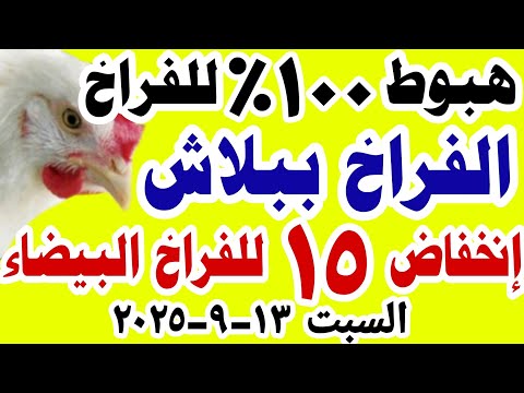 اسعار الفراخ اليوم سعر الفراخ البيضاء اليوم السبت 13 9 2025 في مصر جمله وقطاعي