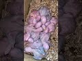 raw parrot baby #parrot #birds #talkingparot #cutebaby