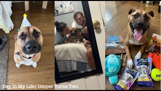 Cooper Turns Two | Buying My Dog EVERYTHING He Touches