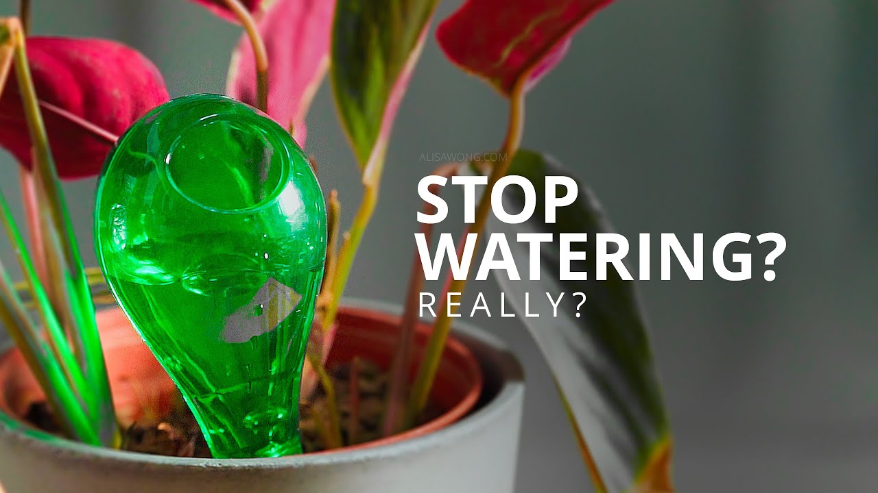 How To Water Your Plants During The Holidays? The Genius Trick!