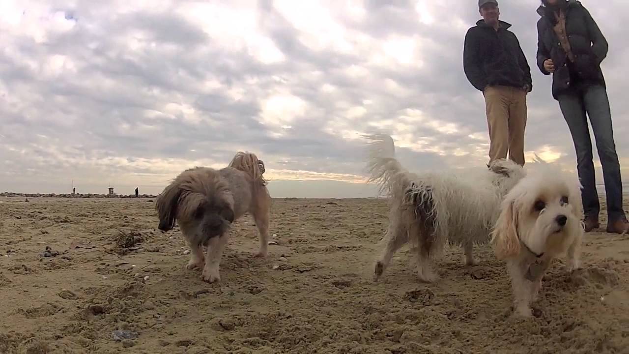 Roxy, Lulu n friends at Newport Dog Beach