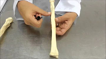 Che cos'è il radio e l ulna?