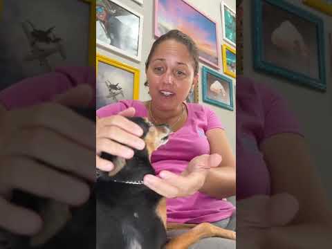 #shorts SAIU RESULTADO DO CORAÇÃO DO ZORRO