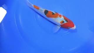 NND Tateshita Sanke 25cm