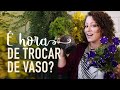 5 SINAIS de que a planta precisa MUDAR DE VASO