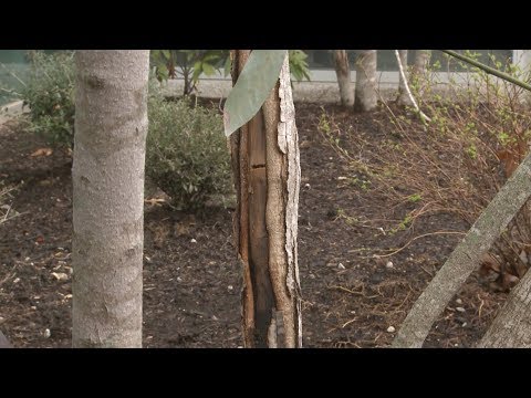 Vídeo: O que é Nectria Canker: Como tratar Nectria Canker em árvores