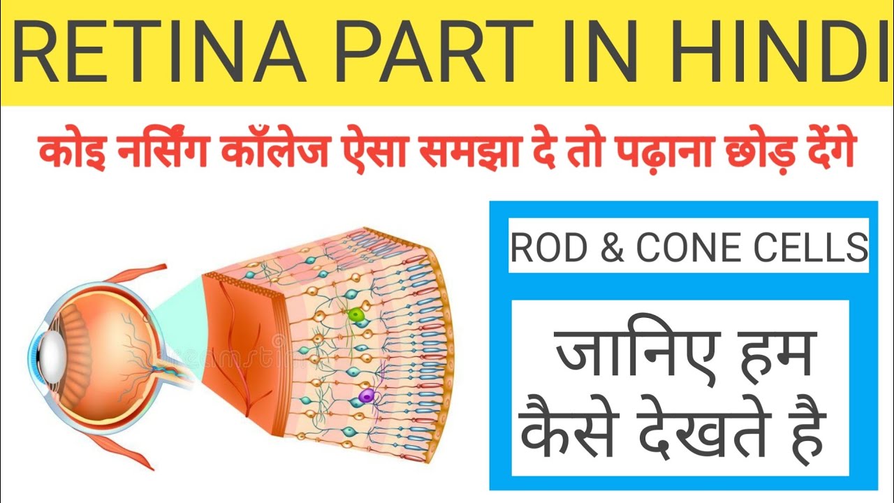 Physiology of eye Eye How Eye See Sense of vision Rod & Cone Cells Vision