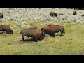 Yellowstone Bison Standoff!