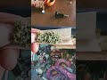 How To Roll Weed Like A Pro Shorts How To Roll Weed Like A Pro Shorts