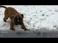 Does our Boxer pup Coco love snow? (Coco is just over 9 weeks old)