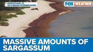 Famous Massive Amounts of Sargassum Seaweed Continue Smothering Florida's Beaches Wealth
