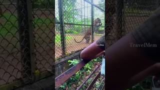 Srilankan Angry Leopard ??? | සිම්බා වගේම නපුරෙක් තමයි ඉතින්(වීරා) leopard animal angry