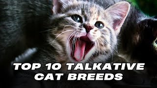 Top 10 Talkative Cat Breeds by Pets Life 113 views 3 months ago 8 minutes, 12 seconds