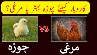 Choza Ya Murghi? Hen vs Chicken Farming