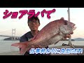 ショアラバで仕事帰りに良型GET!