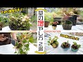 【豆草】こんなに小さく⁉イタドリの挿し木と丹調草の株分け【盆栽Q】