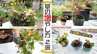 【豆草】こんなに小さく⁉イタドリの挿し木と丹調草の株分け【盆栽Q】