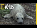 A Seal Pup Loses Its Mom | Destination WILD