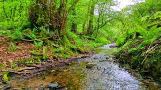 Sound of a stream, the singing of birds and the buzzing of a bumblebee for rest, study, relaxation.