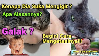 Kenapa Kucing Suka Menggigit Kaki/Tangan Tuannya? | Ini Cara Mengatasinya !!