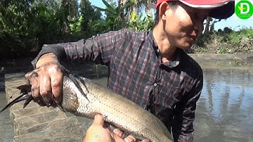 Tát mương bắt cá lóc khủng l Fishing