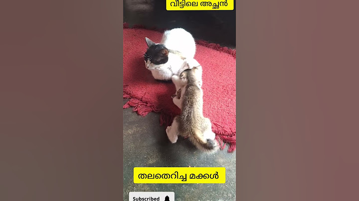 തലതെറിച്ച പിള്ളേര്ഉള്ള വീട് ചാനൽ subscrib ചെയ്യണേ #daymylife #cat #filipinainkerala #