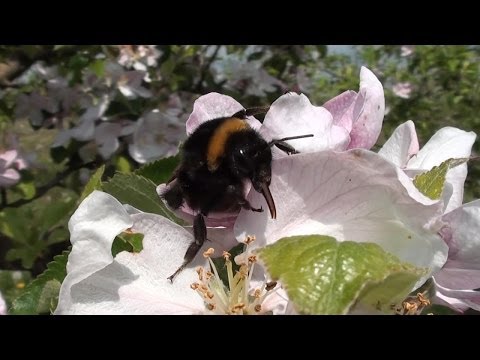 Flight of the Bumble bee - pollinating a flower